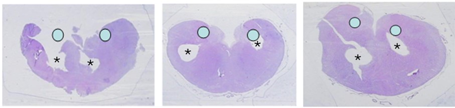 Figure 6 (1)