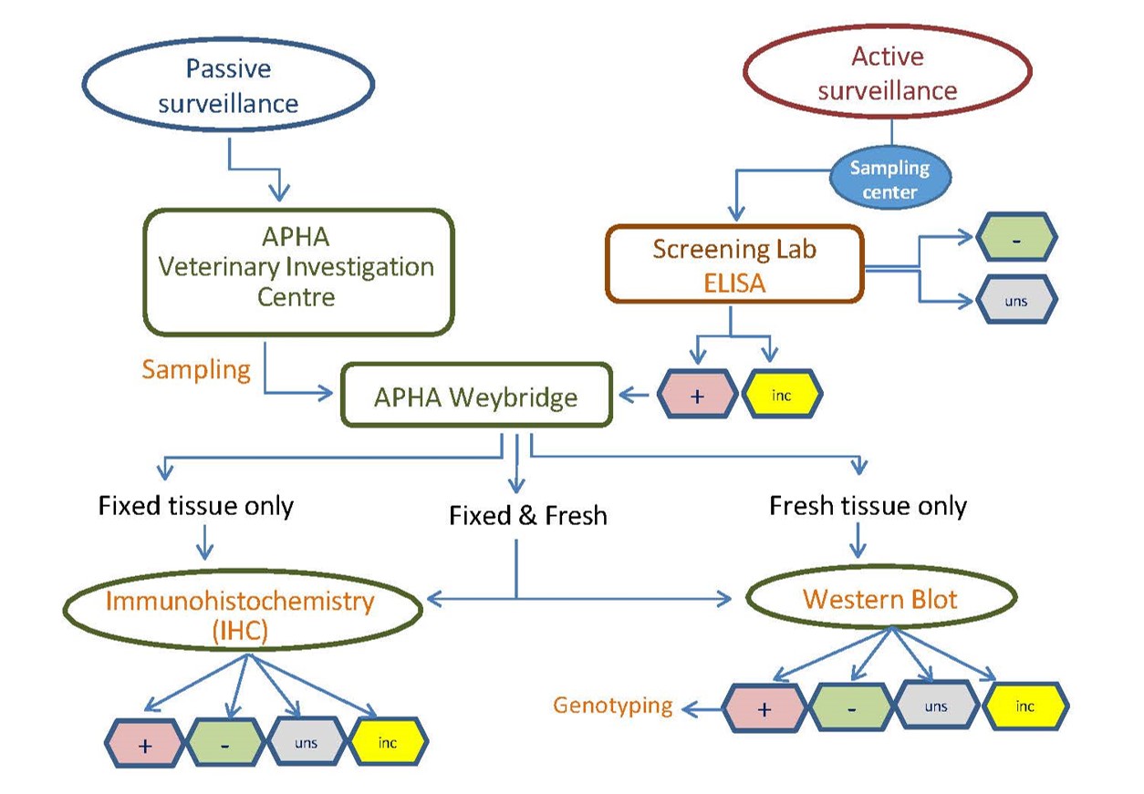BSE And Scrapie Diagnostic Flowchart