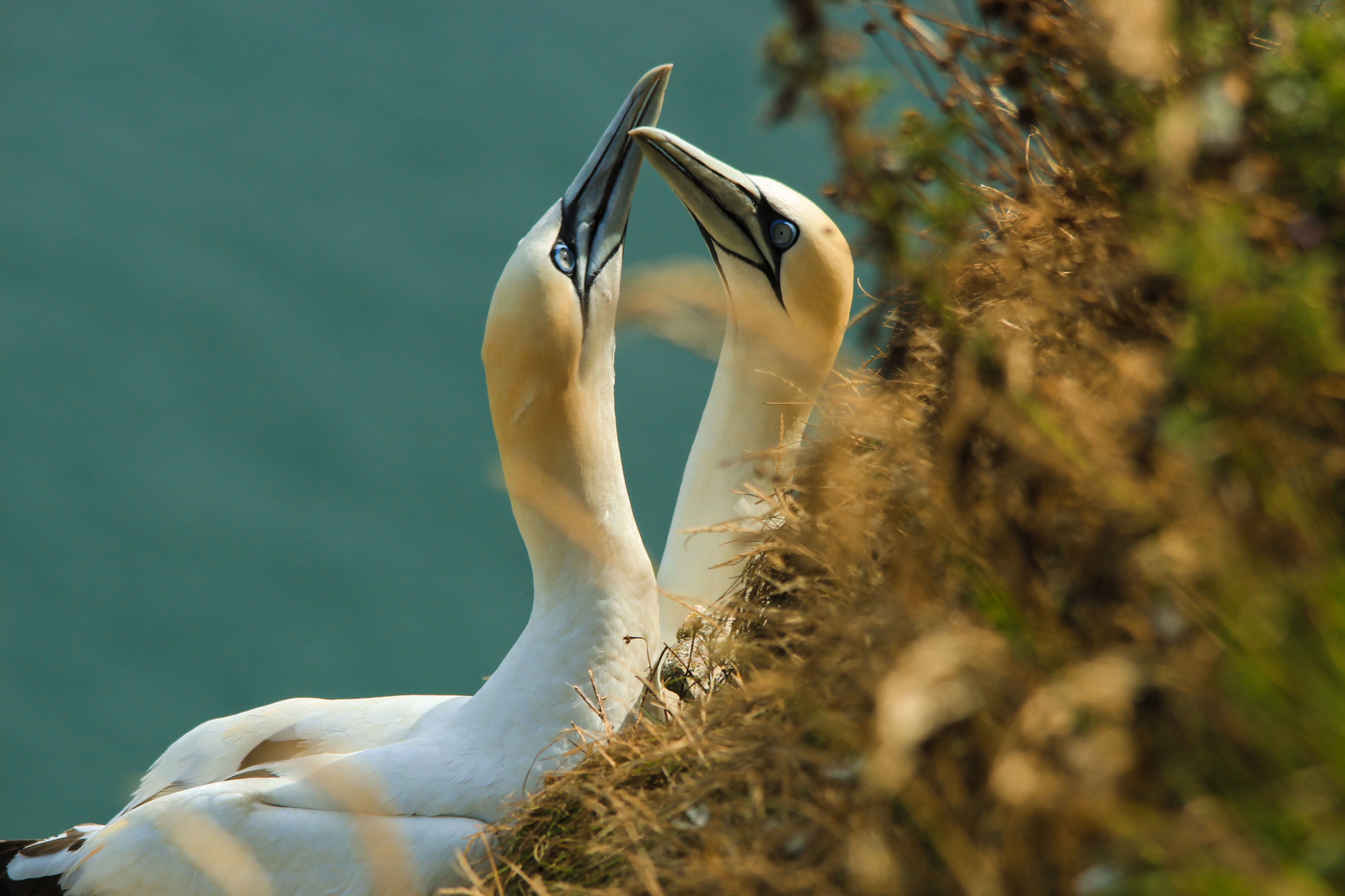 Gannets