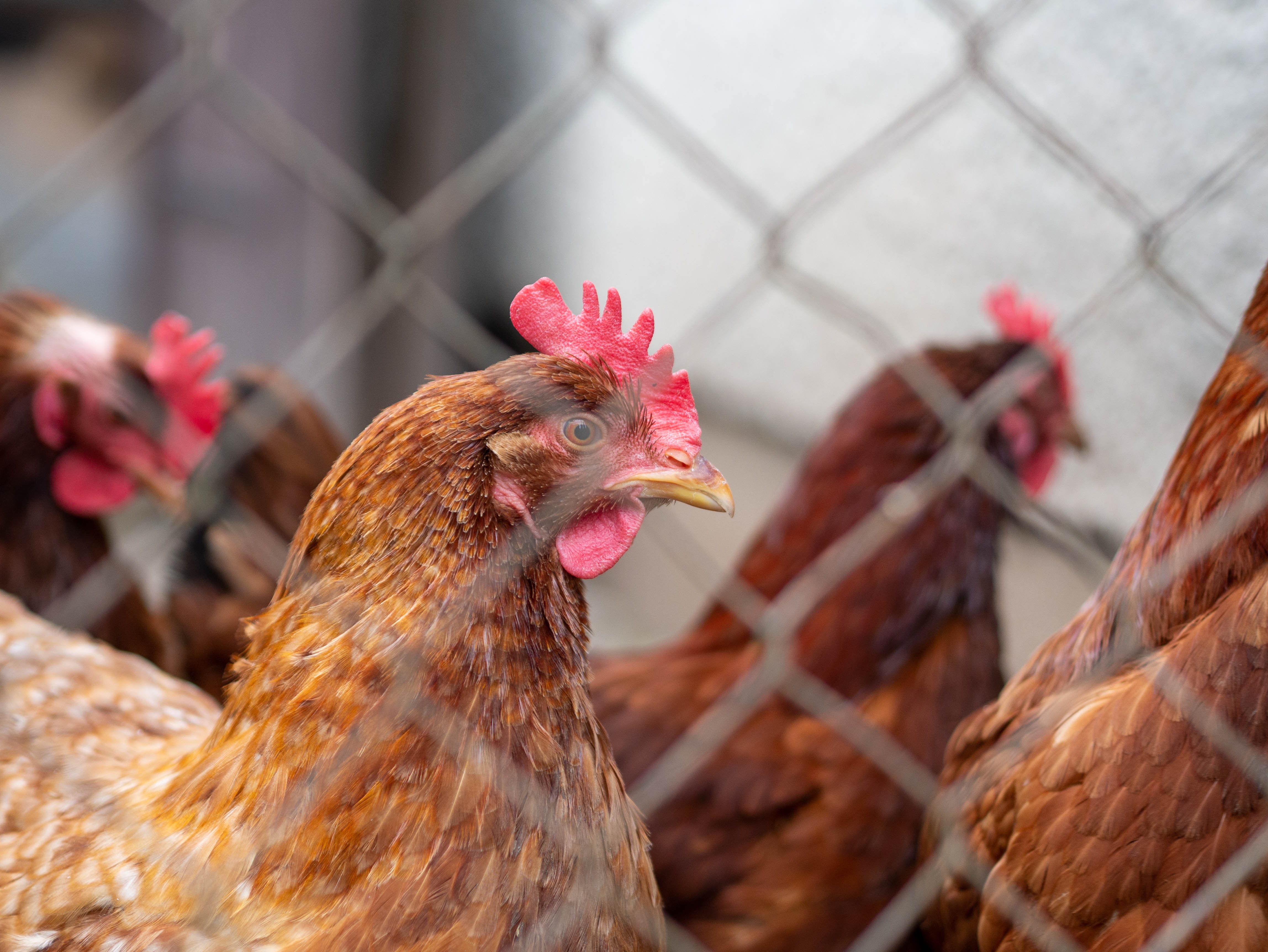 Poultry farm showing hens.